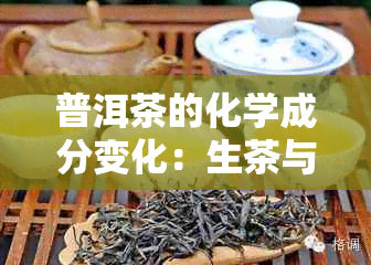 普洱茶的化学成分变化：生茶与陈化熟茶的对比解析