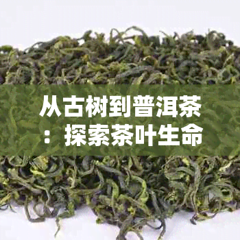 从古树到普洱茶：探索茶叶生命周期及品鉴技巧的全面指南