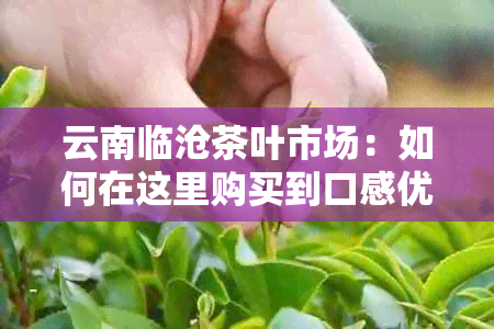 云南临沧茶叶市场：如何在这里购买到口感优质的普洱茶？