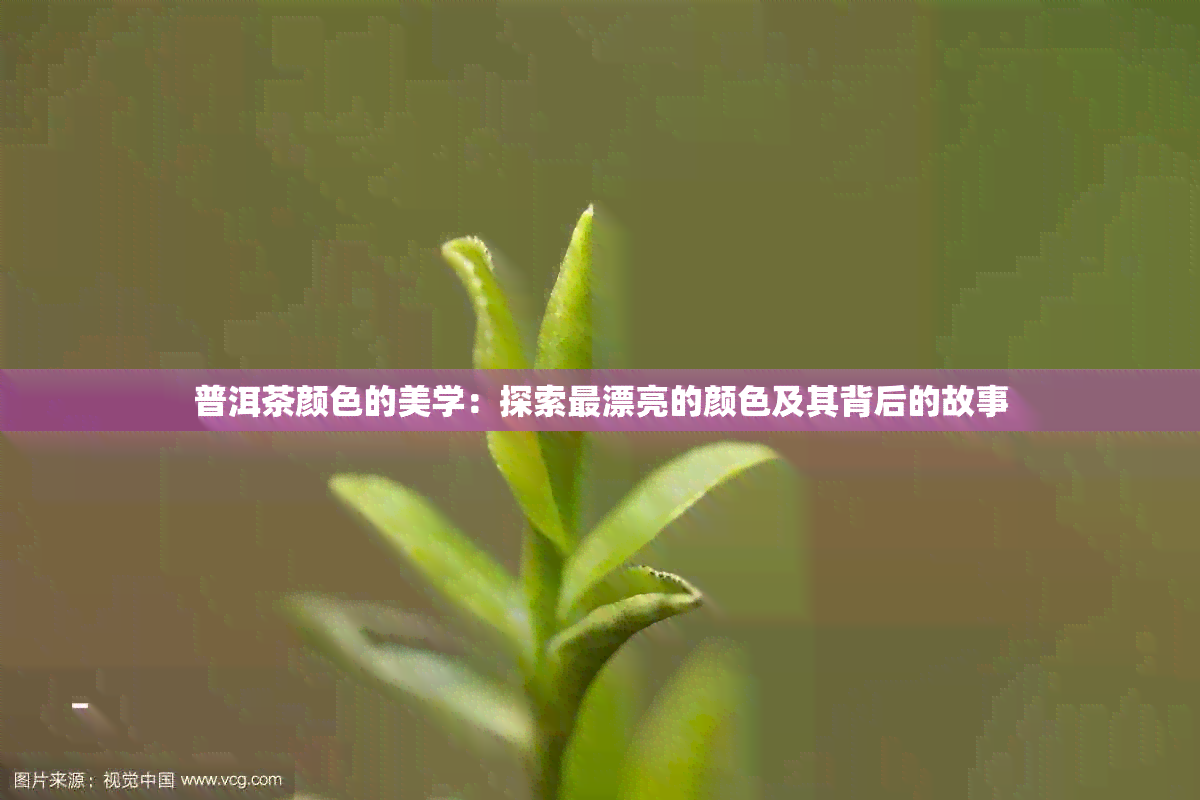 普洱茶颜色的美学：探索最漂亮的颜色及其背后的故事