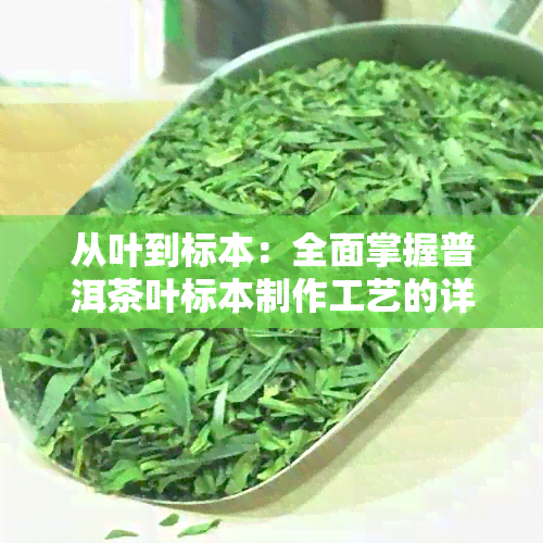 从叶到标本：全面掌握普洱茶叶标本制作工艺的详细步骤与要点