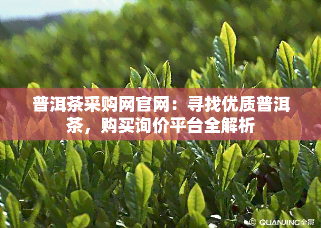 普洱茶采购网官网：寻找优质普洱茶，购买询价平台全解析