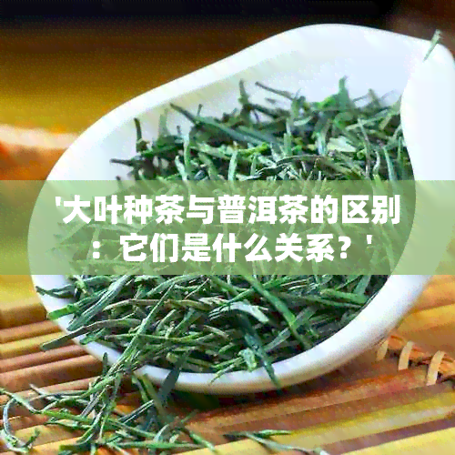 '大叶种茶与普洱茶的区别：它们是什么关系？'