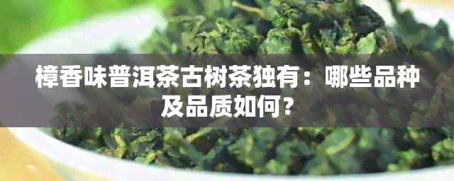 樟香味普洱茶古树茶独有：哪些品种及品质如何？