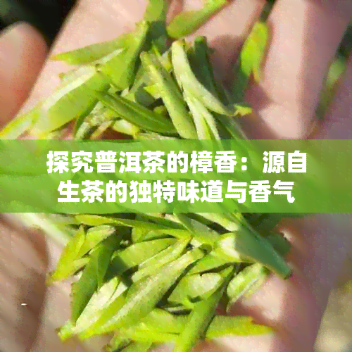 探究普洱茶的樟香：源自生茶的独特味道与香气