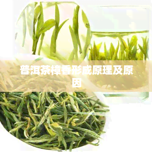 普洱茶樟香形成原理及原因