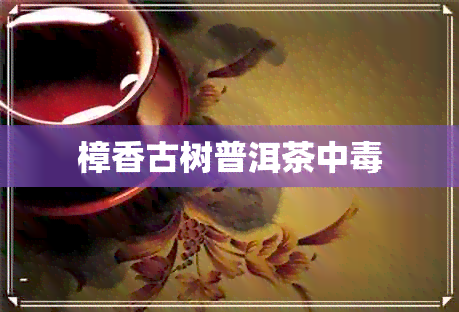 樟香古树普洱茶中