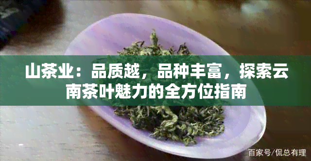 山茶业：品质越，品种丰富，探索云南茶叶魅力的全方位指南