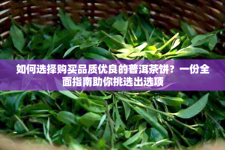 如何选择购买品质优良的普洱茶饼？一份全面指南助你挑选出选项