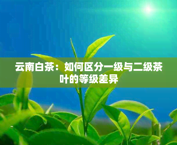 云南白茶：如何区分一级与二级茶叶的等级差异