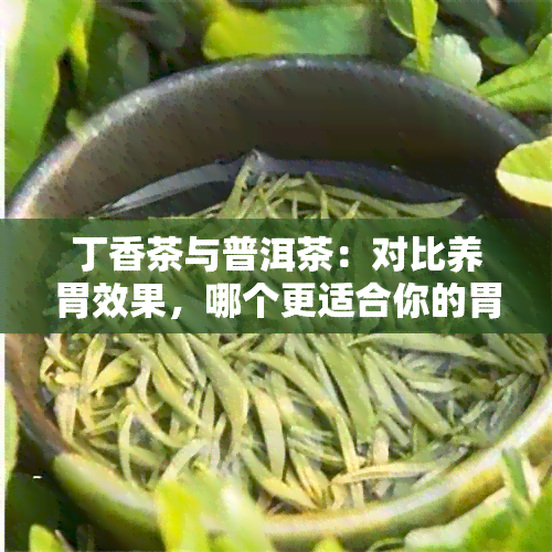 丁香茶与普洱茶：对比养胃效果，哪个更适合你的胃？