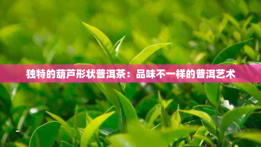 独特的葫芦形状普洱茶：品味不一样的普洱艺术