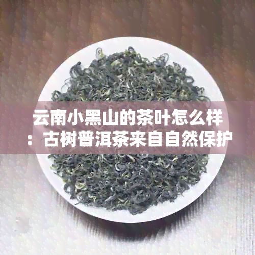 云南小黑山的茶叶怎么样：古树普洱茶来自自然保护区