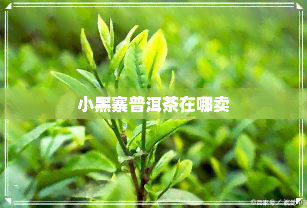 小黑寨普洱茶在哪卖