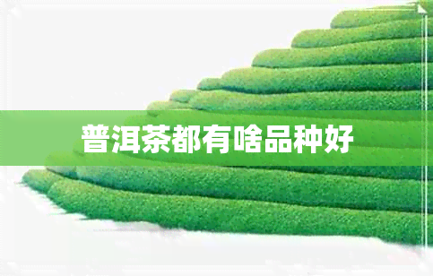 普洱茶都有啥品种好