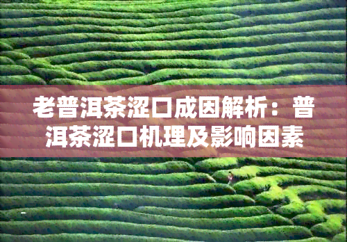 老普洱茶涩口成因解析：普洱茶涩口机理及影响因素