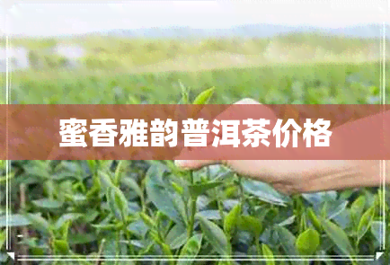 蜜香雅韵普洱茶价格