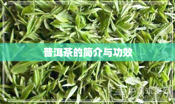 普洱茶的简介与功效