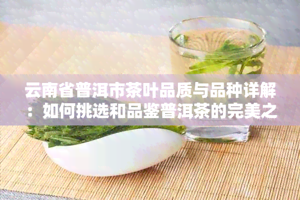 云南省普洱市茶叶品质与品种详解：如何挑选和品鉴普洱茶的完美之选？