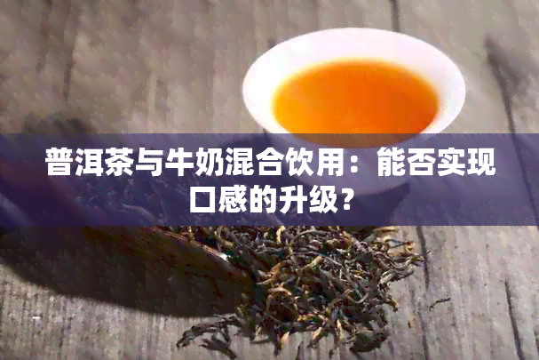 普洱茶与牛奶混合饮用：能否实现口感的升级？