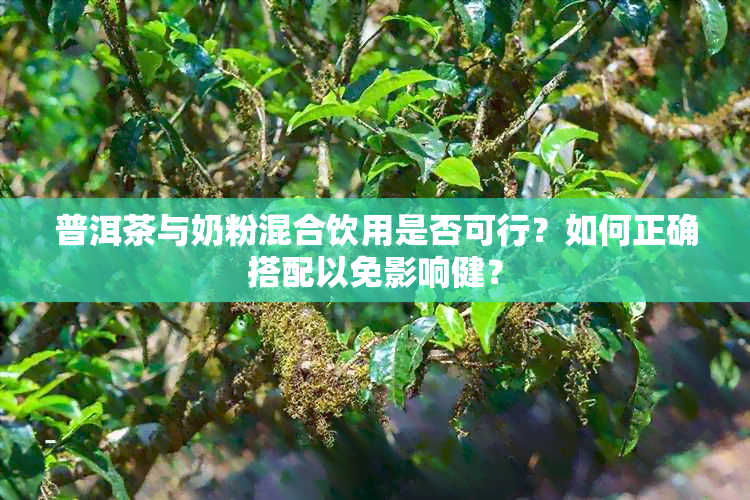 普洱茶与奶粉混合饮用是否可行？如何正确搭配以免影响健？