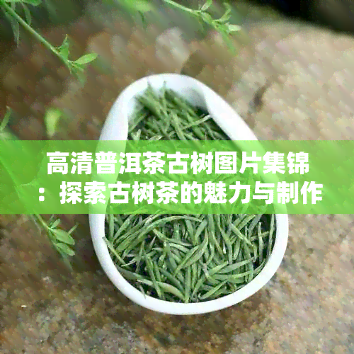 高清普洱茶古树图片集锦：探索古树茶的魅力与制作过程