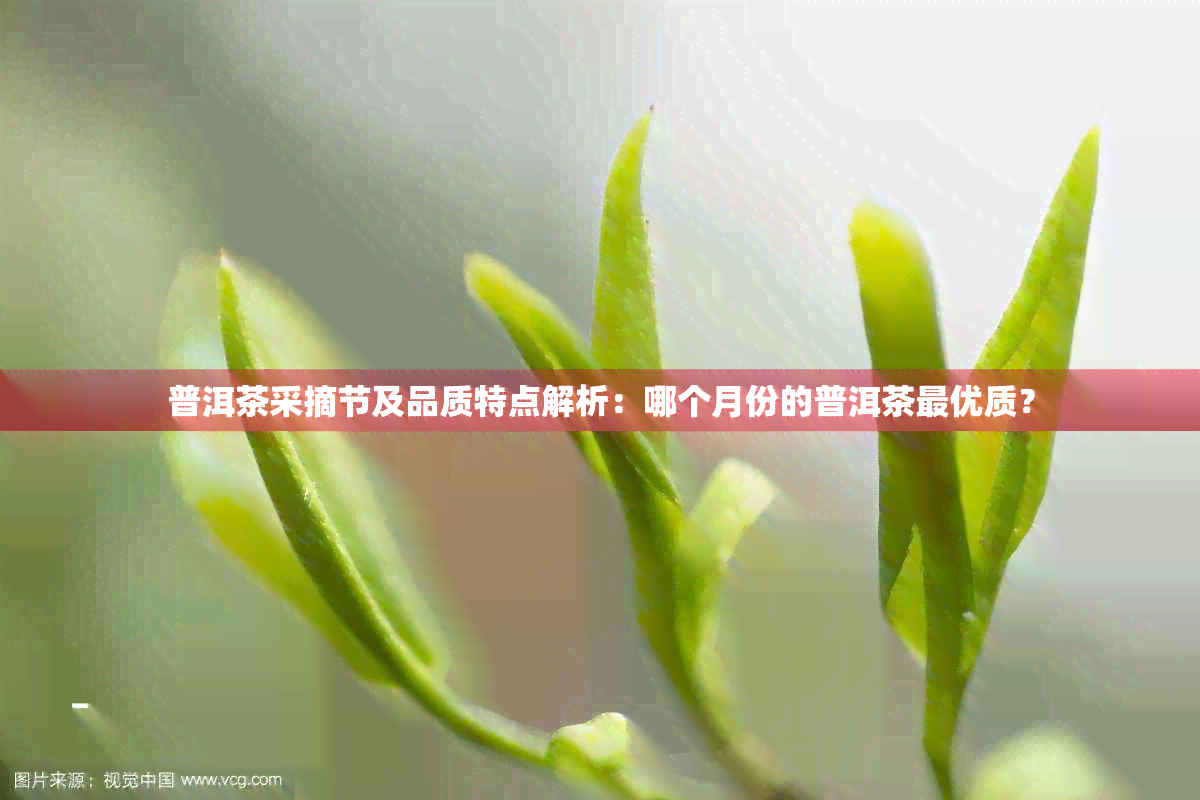 普洱茶采摘节及品质特点解析：哪个月份的普洱茶更优质？