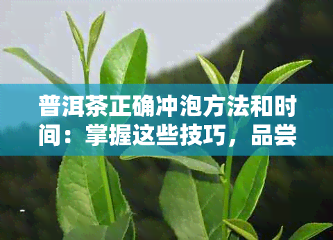 普洱茶正确冲泡方法和时间：掌握这些技巧，品尝口感