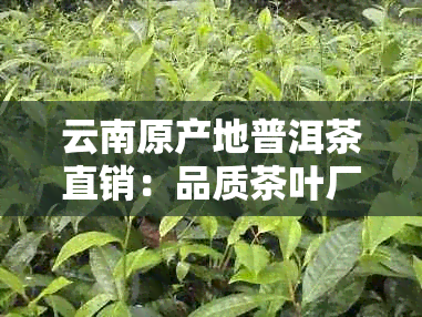 云南原产地普洱茶直销：品质茶叶厂家直供，促销价！