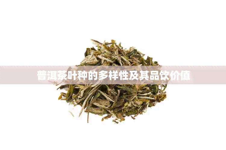 普洱茶叶种的多样性及其品饮价值