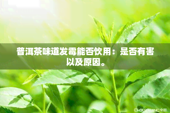 普洱茶味道发霉能否饮用：是否有害以及原因。