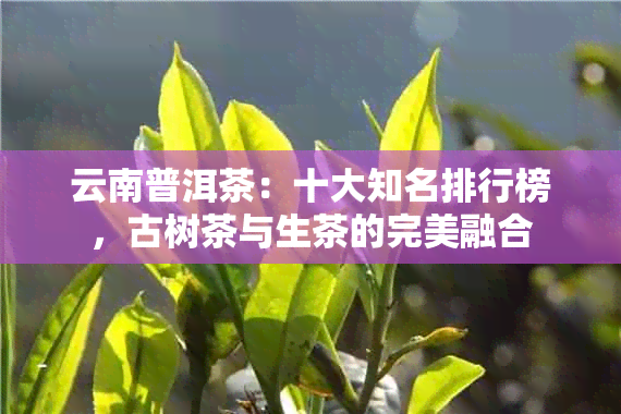 云南普洱茶：十大知名排行榜，古树茶与生茶的完美融合