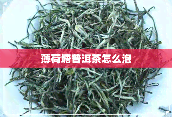 薄荷塘普洱茶怎么泡