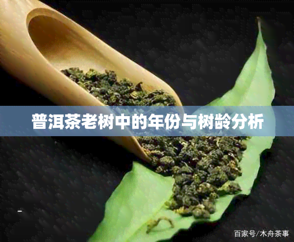 普洱茶老树中的年份与树龄分析