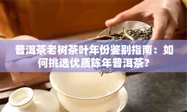 普洱茶老树茶叶年份鉴别指南：如何挑选优质陈年普洱茶？