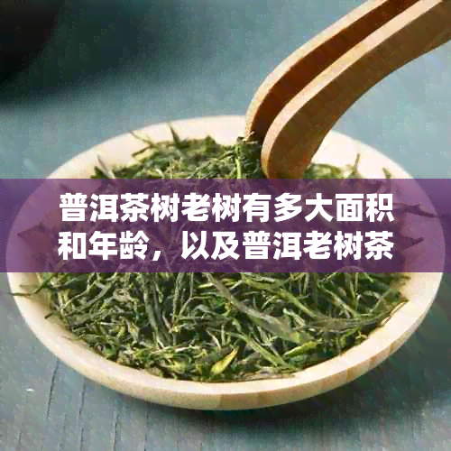 普洱茶树老树有多大面积和年龄，以及普洱老树茶的价格。