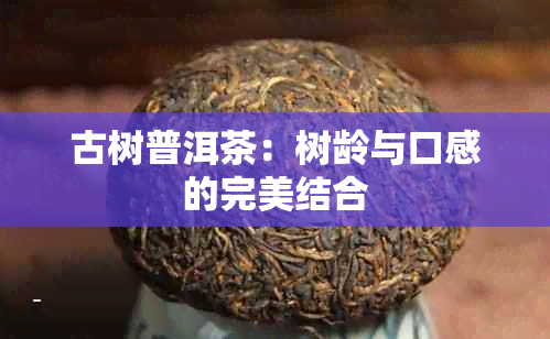 古树普洱茶：树龄与口感的完美结合