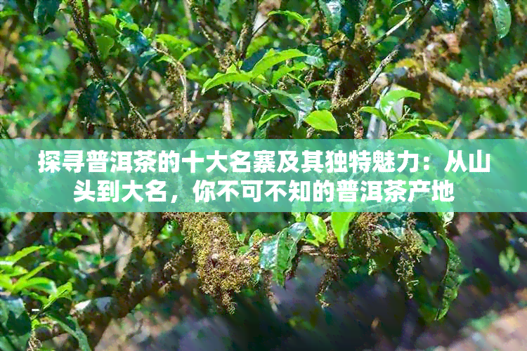 探寻普洱茶的十大名寨及其独特魅力：从山头到大名，你不可不知的普洱茶产地