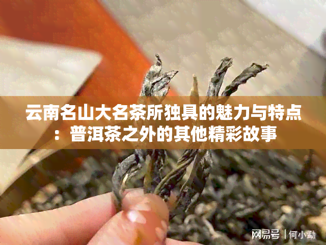 云南名山大名茶所独具的魅力与特点：普洱茶之外的其他精彩故事