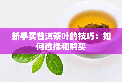 新手买普洱茶叶的技巧：如何选择和购买