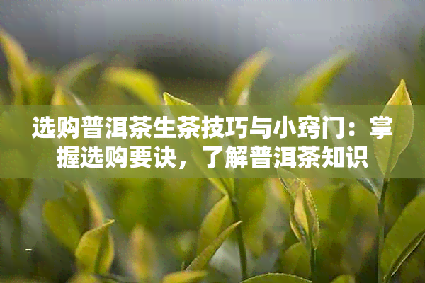 选购普洱茶生茶技巧与小窍门：掌握选购要诀，了解普洱茶知识