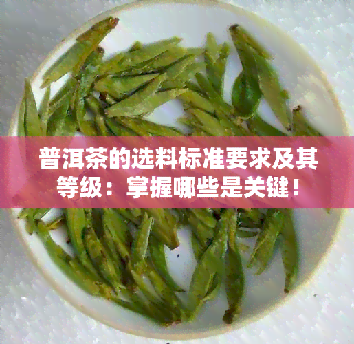 普洱茶的选料标准要求及其等级：掌握哪些是关键！