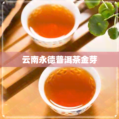 云南永德普洱茶金芽