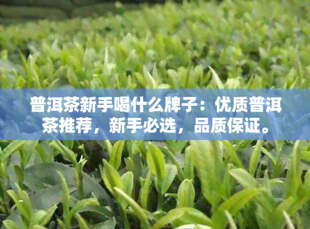 普洱茶新手喝什么牌子：优质普洱茶推荐，新手必选，品质保证。