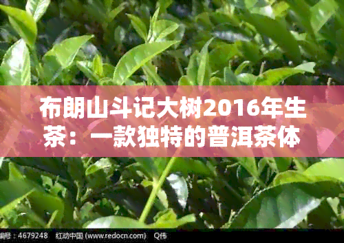 布朗山斗记大树2016年生茶：一款独特的普洱茶体验