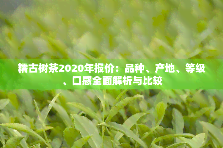 糯古树茶2020年报价：品种、产地、等级、口感全面解析与比较