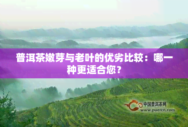 普洱茶嫩芽与老叶的优劣比较：哪一种更适合您？