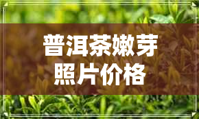 普洱茶嫩芽照片价格