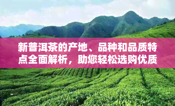 新普洱茶的产地、品种和品质特点全面解析，助您轻松选购优质普洱茶