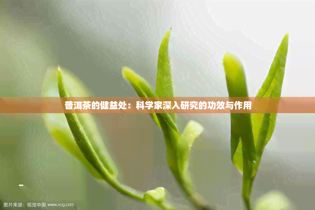 普洱茶的健益处：科学家深入研究的功效与作用